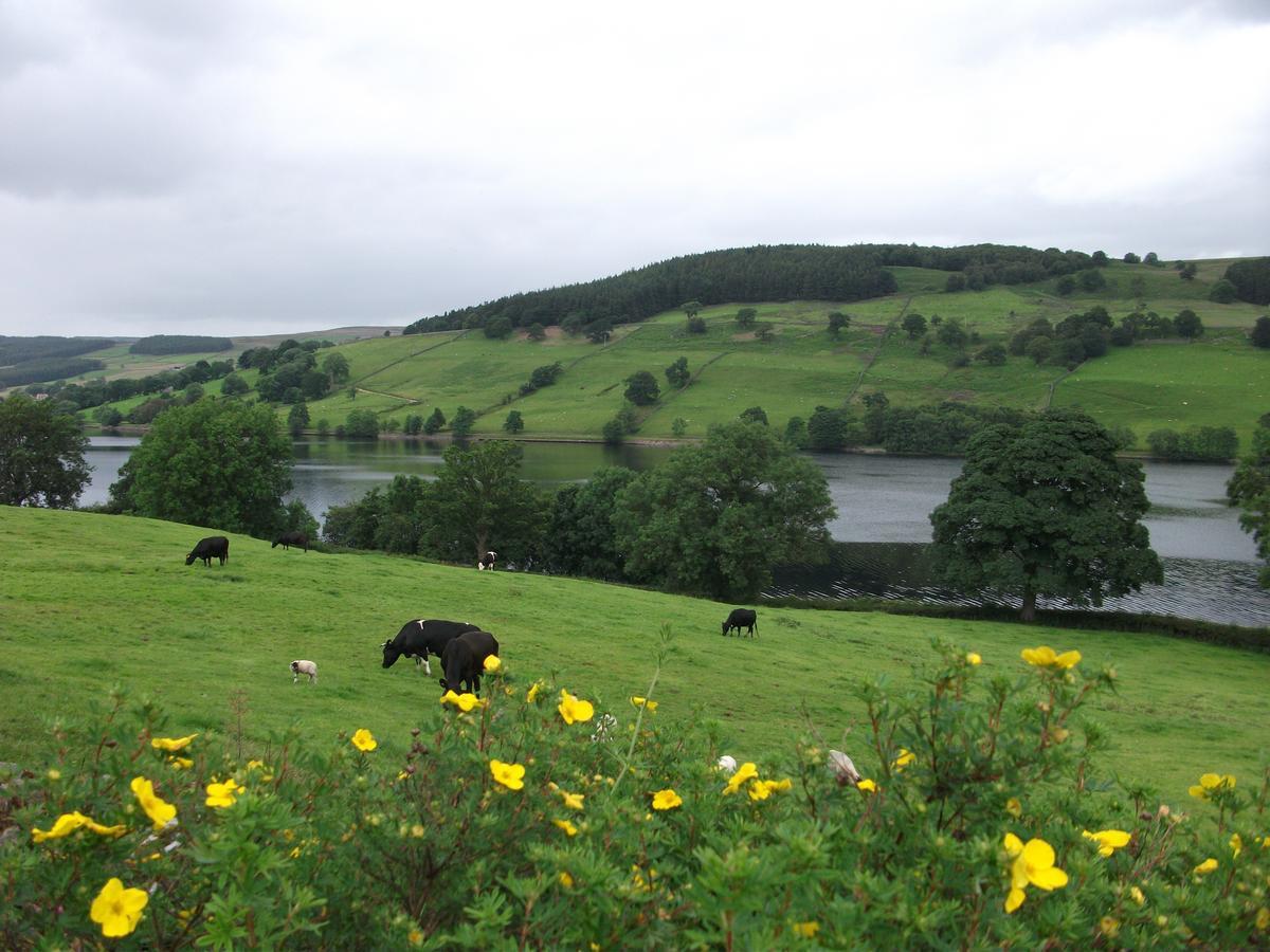 The Firs B&B &Tea Room Summer Bridge Exteriör bild